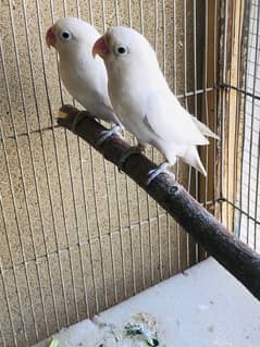 albino split breeder pair