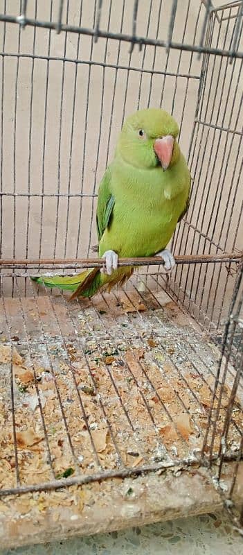 green Parrot for sale 03054636833 1