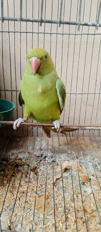 green Parrot for sale 03054636833 2