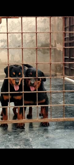 Top Quality Rottweiler Puppies Available For Sale