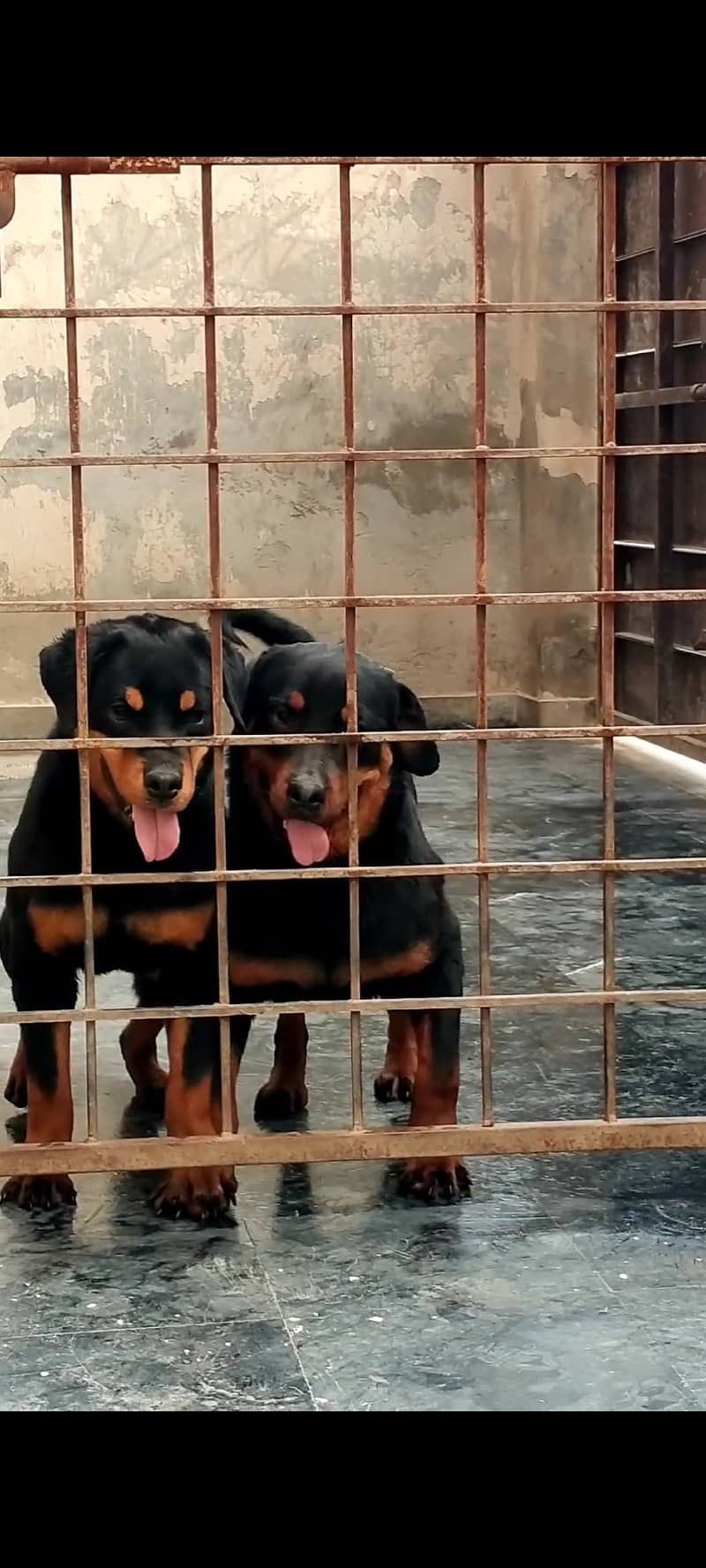 Top Quality Rottweiler Puppies Available For Sale 0