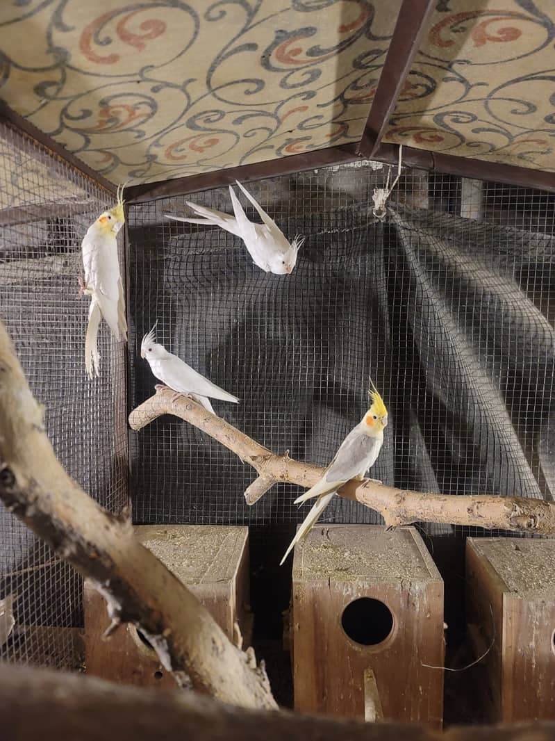 Cockatial 3 breeder pairs (URGENT) 4