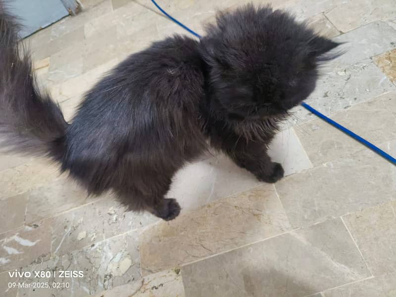 Male cat Available for meeting Not for sale 0