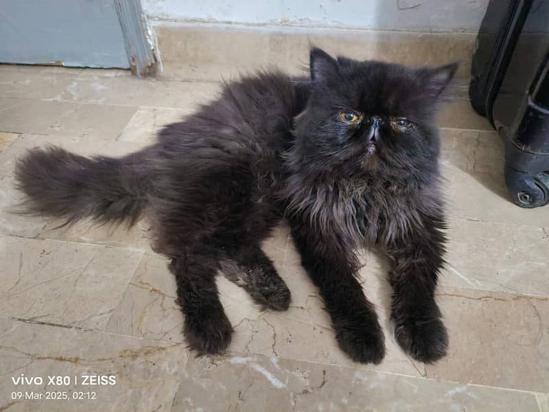 Male cat Available for meeting Not for sale 3