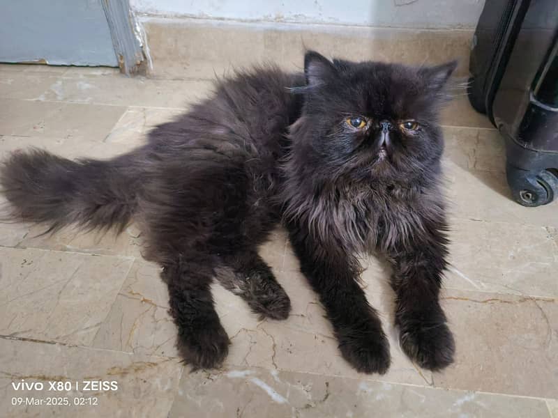 Male cat Available for meeting Not for sale 4