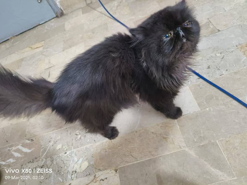 Male cat Available for meeting Not for sale 5