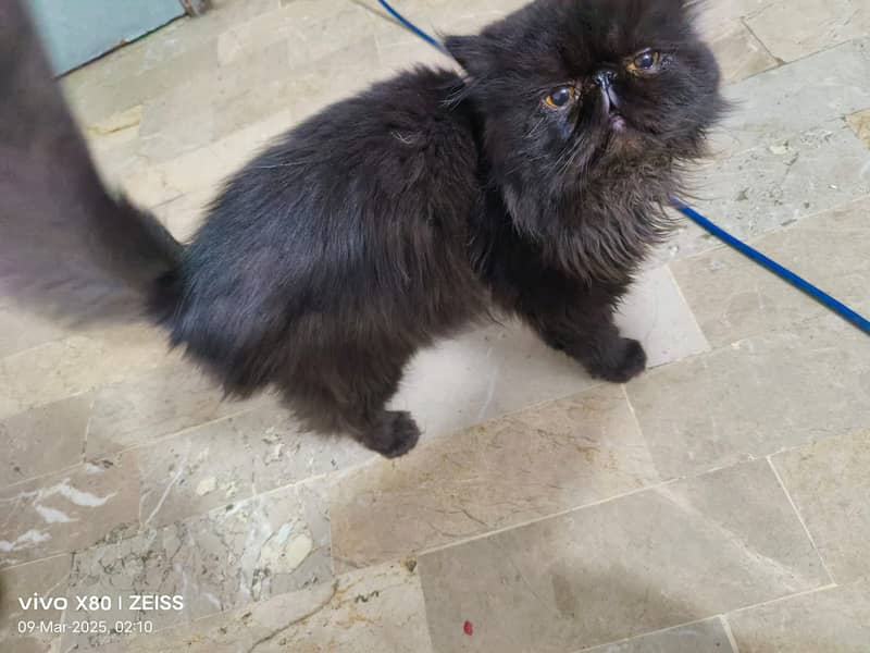 Male cat Available for meeting Not for sale 6