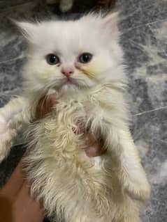 white persian kittens cats