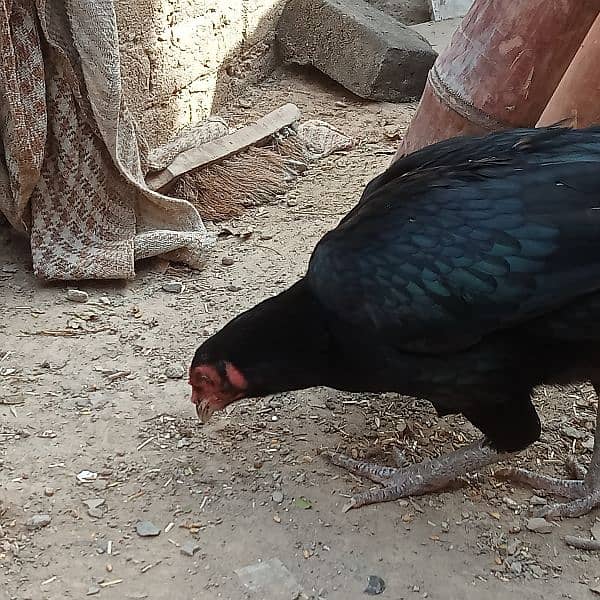 aseel pair (Black) for sale urgent Bas 1