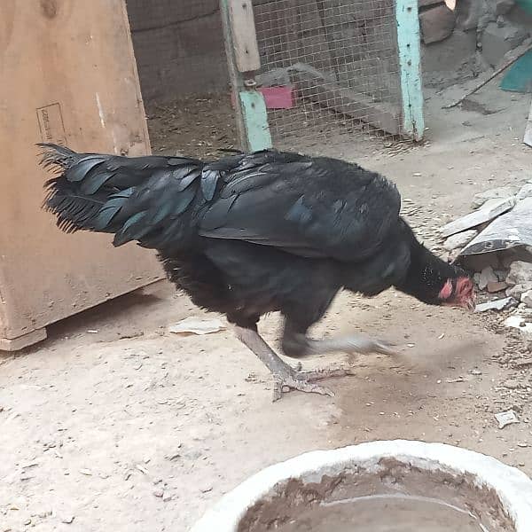 aseel pair (Black) for sale urgent Bas 3