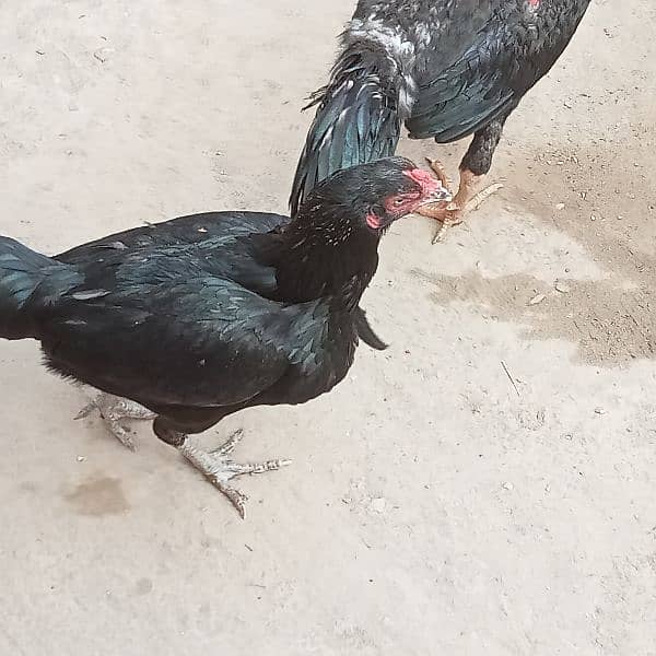 aseel pair (Black) for sale urgent Bas 4