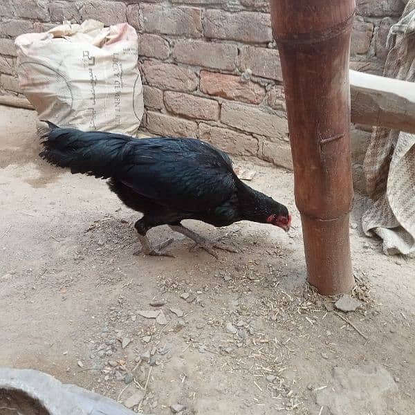 aseel pair (Black) for sale urgent Bas 6