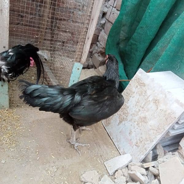 aseel pair (Black) for sale urgent Bas 7