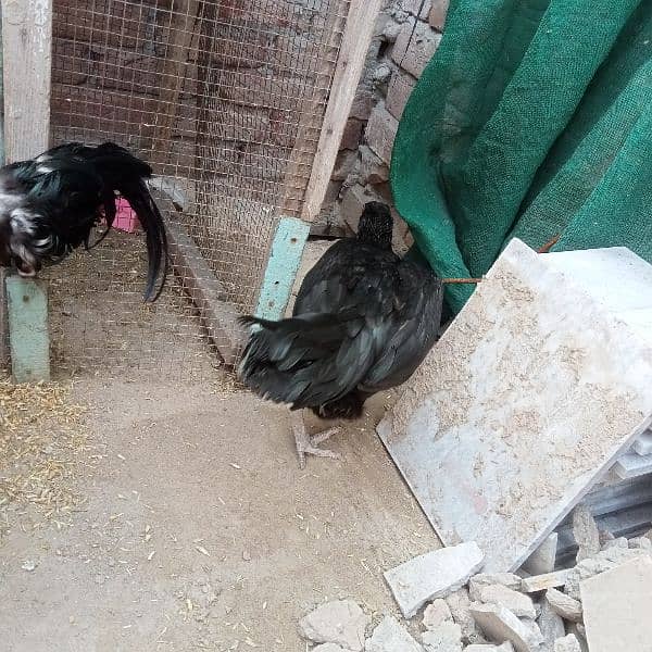 aseel pair (Black) for sale urgent Bas 8