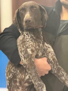 pointer puppy . . . . . . GsP Dog's