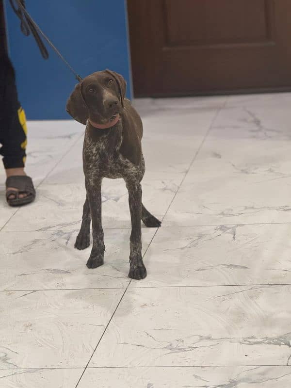 pointer puppy . . . . . . GsP Dog's 1