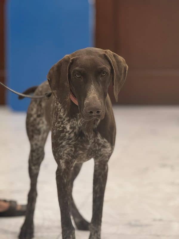 pointer puppy . . . . . . GsP Dog's 2