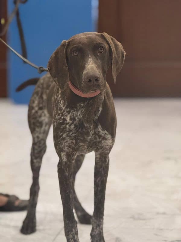 pointer puppy . . . . . . GsP Dog's 3