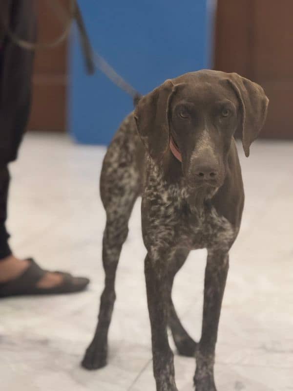 pointer puppy . . . . . . GsP Dog's 4