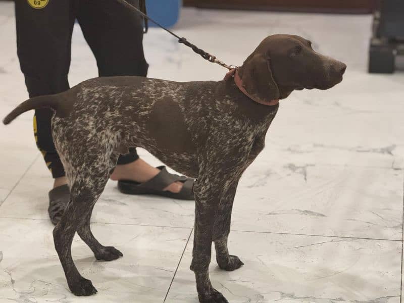 pointer puppy . . . . . . GsP Dog's 7