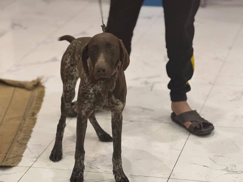 pointer puppy . . . . . . GsP Dog's 8