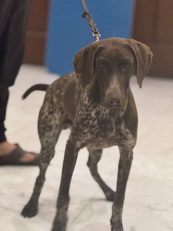 pointer puppy . . . . . . GsP Dog's 9