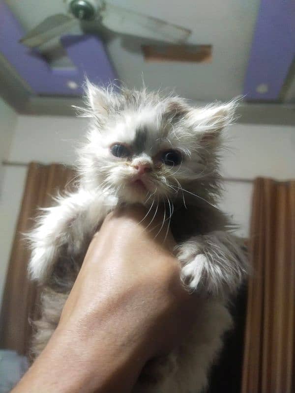 parsian cat babies triple coat month age 2 for sale 3