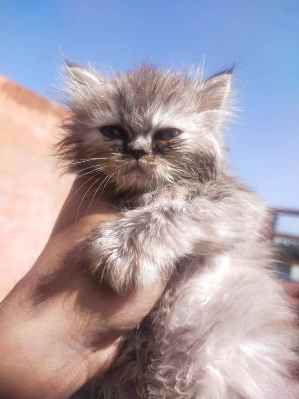 parsian cat babies triple coat month age 2 for sale 5