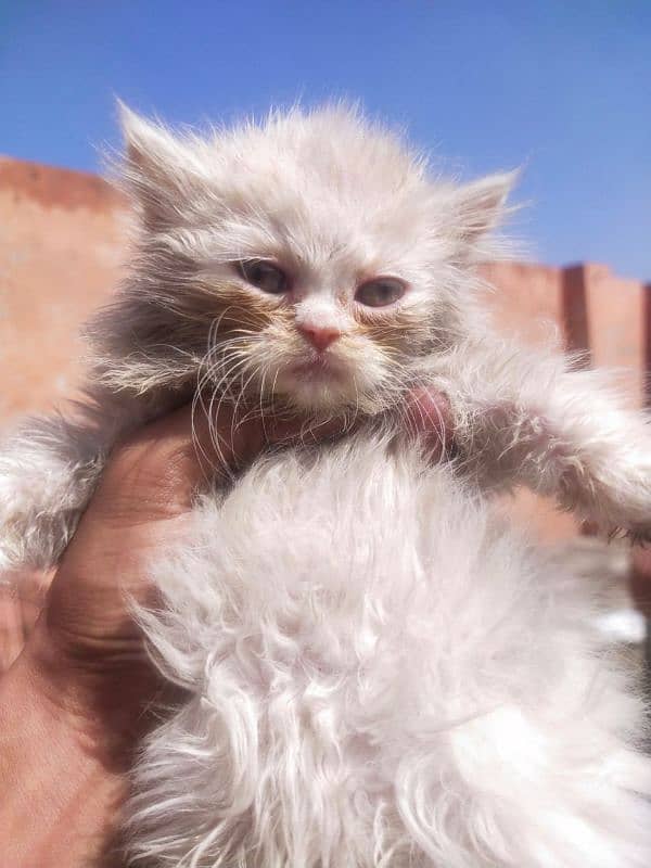 parsian cat babies triple coat month age 2 for sale 6