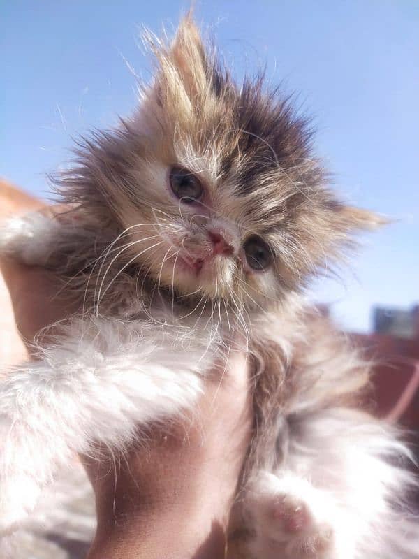 parsian cat babies triple coat month age 2 for sale 7