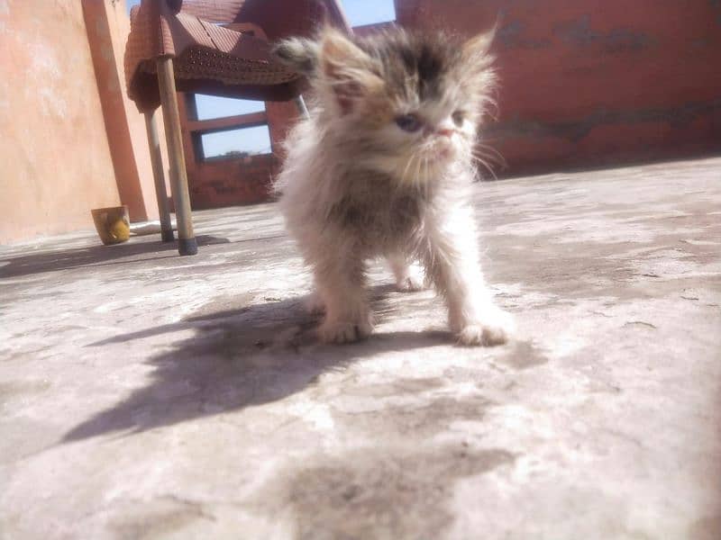 parsian cat babies triple coat month age 2 for sale 8