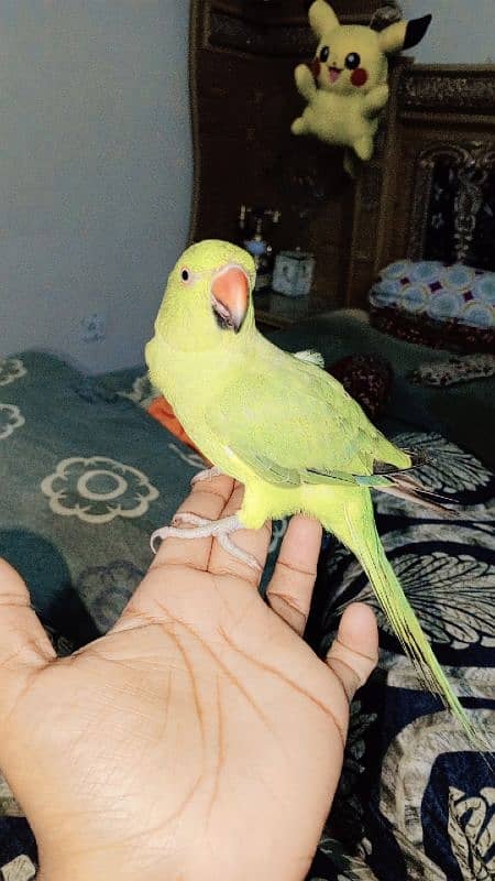 Green rangnath parrot 6