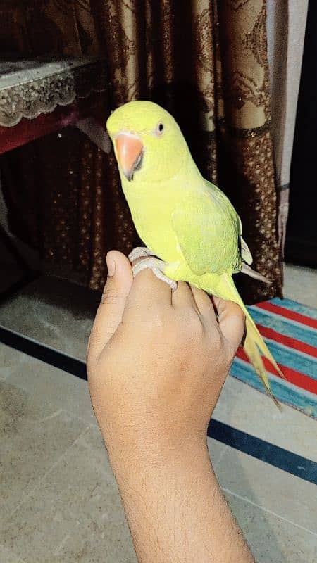 Green rangnath parrot 8