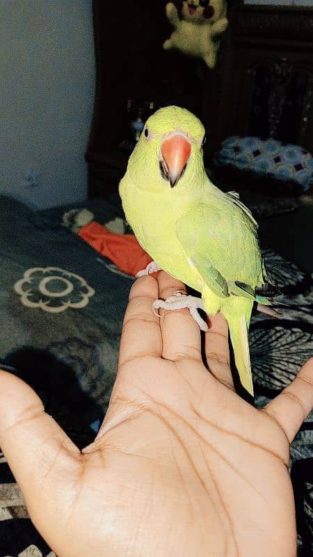 Green rangnath parrot 11