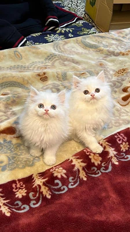 Cat/ Persian/ kittens/ Punch face/ triple coated;/ Blue Eyes/ Baby/ 2