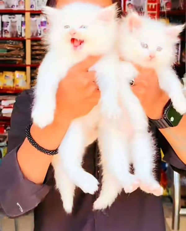 Cat/ Persian/ kittens/ Punch face/ triple coated/ :Blue Eyes/ Baby/ 2