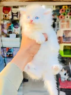 Cat/ Persian/ kittens/ Punch face/ triple coated/" Blue Eyes/ Baby/