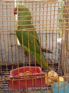 green parrot for sale