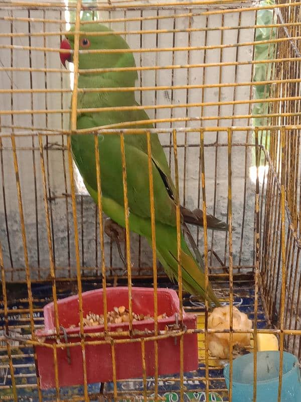 green parrot for sale 0