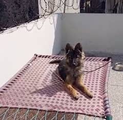 long coat GSD FEMALE