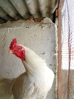 Heera aseel breeder hen male