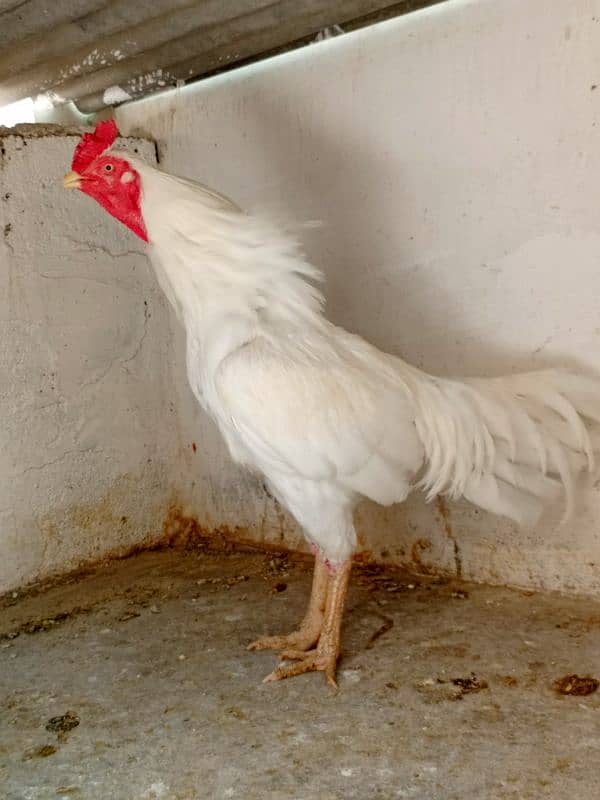 Heera aseel breeder hen male 1