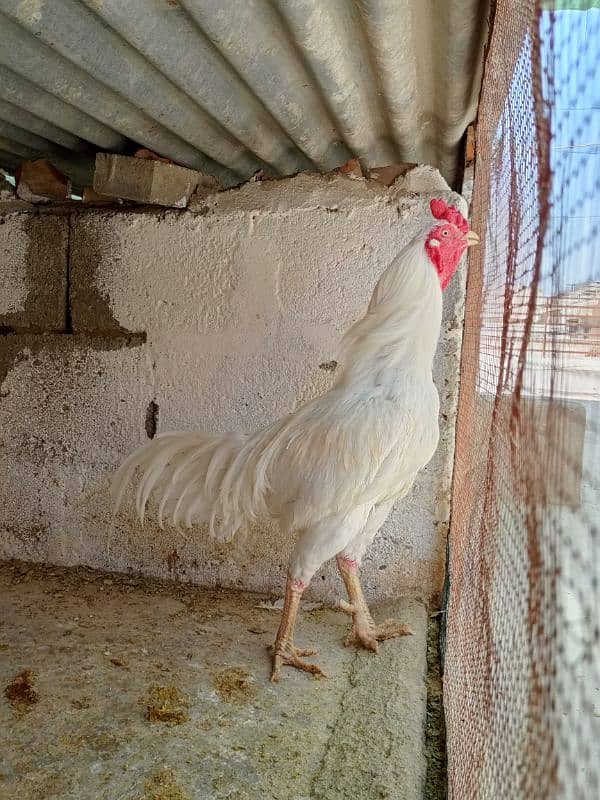 Heera aseel breeder hen male 2