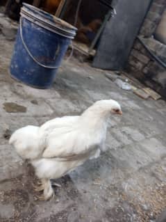 bantam female age 3 month