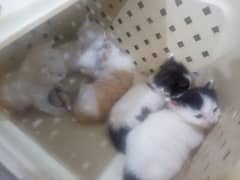 Female Persian cat and Turkish angora kittens