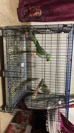 Raw Green Pahari Parrot Pair for Sale – With Cage