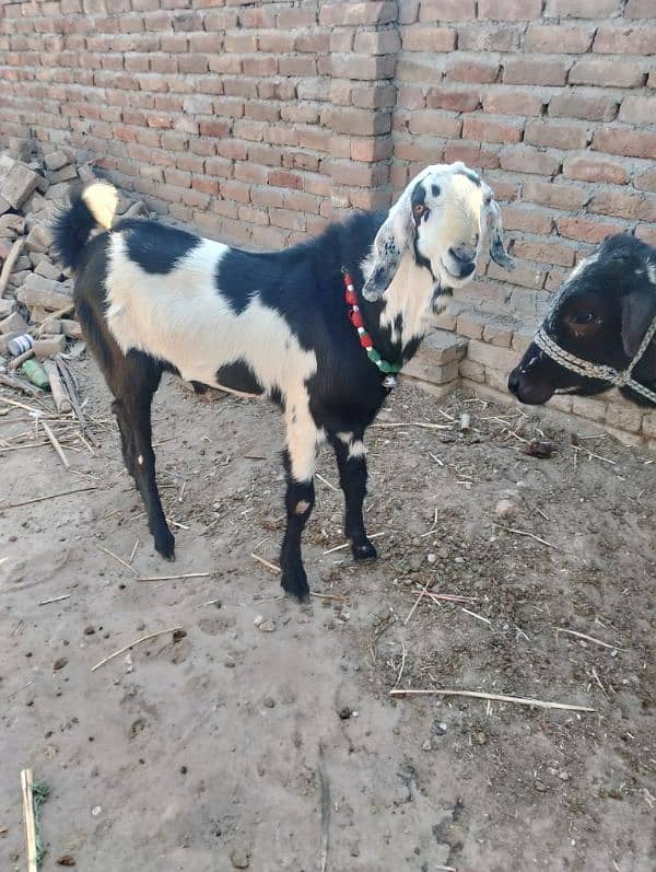 Betal Bakra R qurbani wala wahra 1