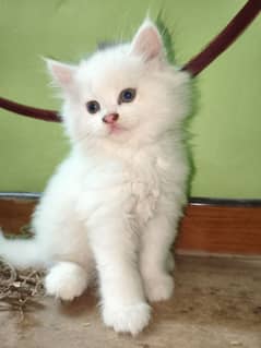 female kitten for sale