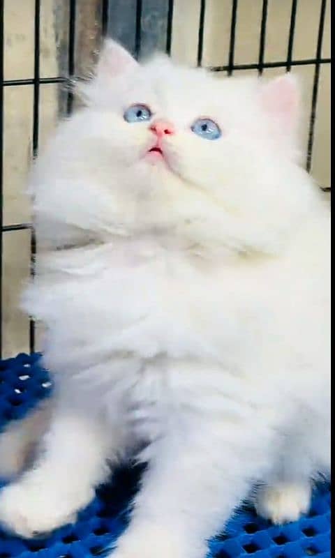 Cat/ Persian/ kittens/ Punch face/ triple coated:/ Blue Eyes/ Baby/ 1