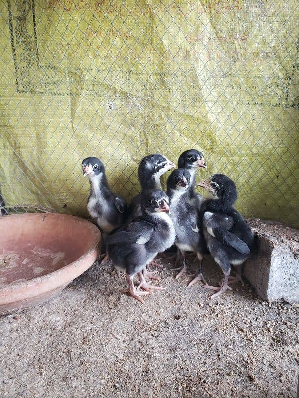 High Quality Pure Thai chicks forsale 1